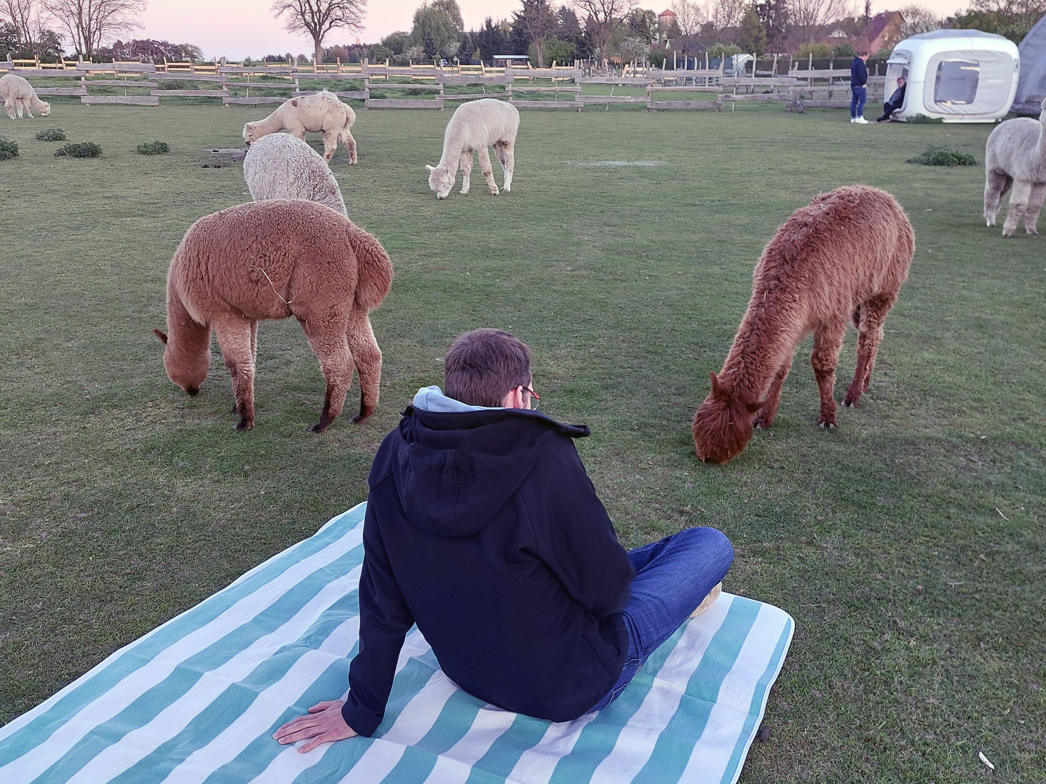 Robert auf Wiese mit Alpakas, Hohenbucko, Brandenburg