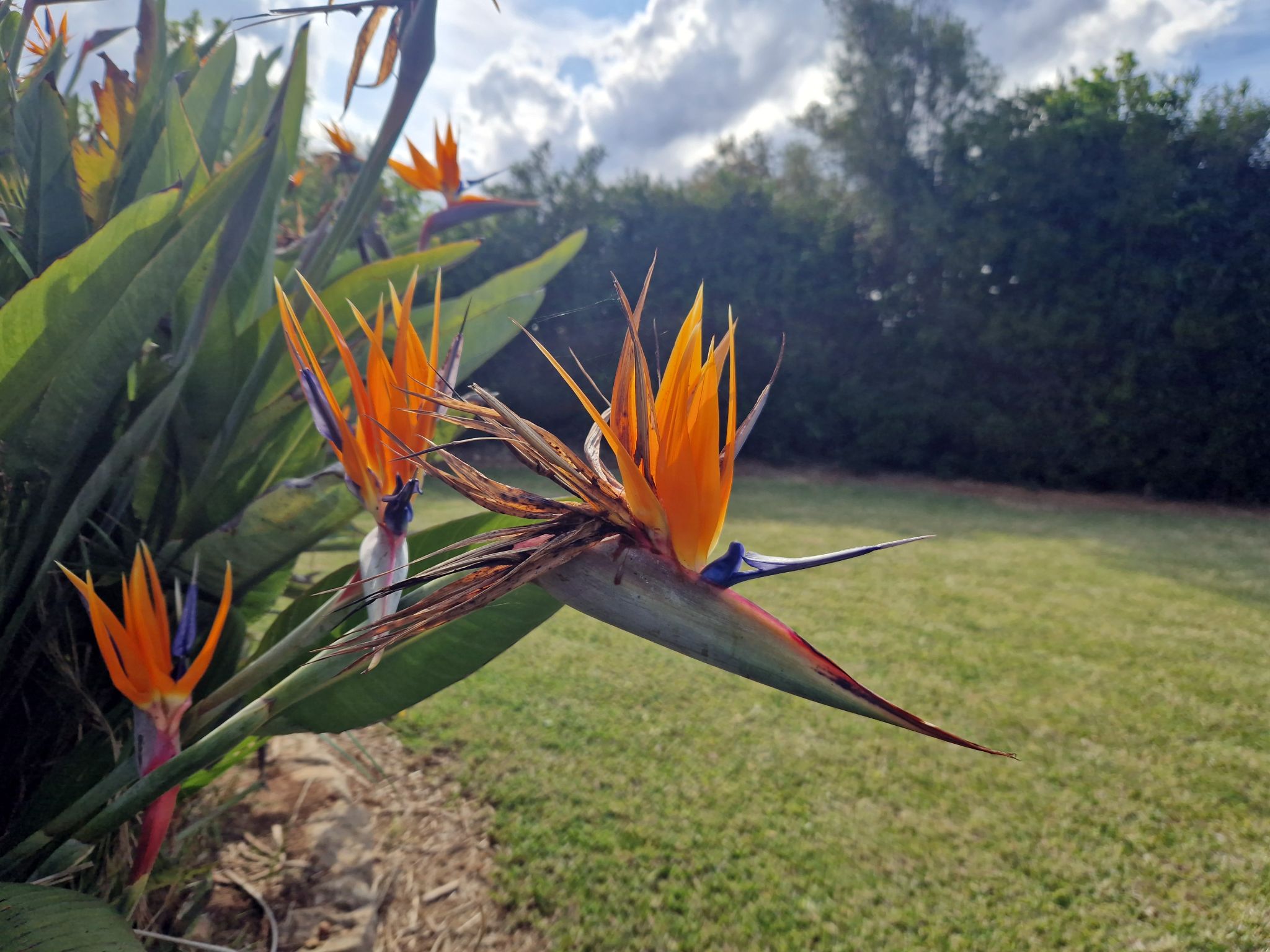Strelitzien im Fincagarten, Mallorca