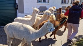 Wanderung mit Alpakas in Hohenbucko, Brandenburg