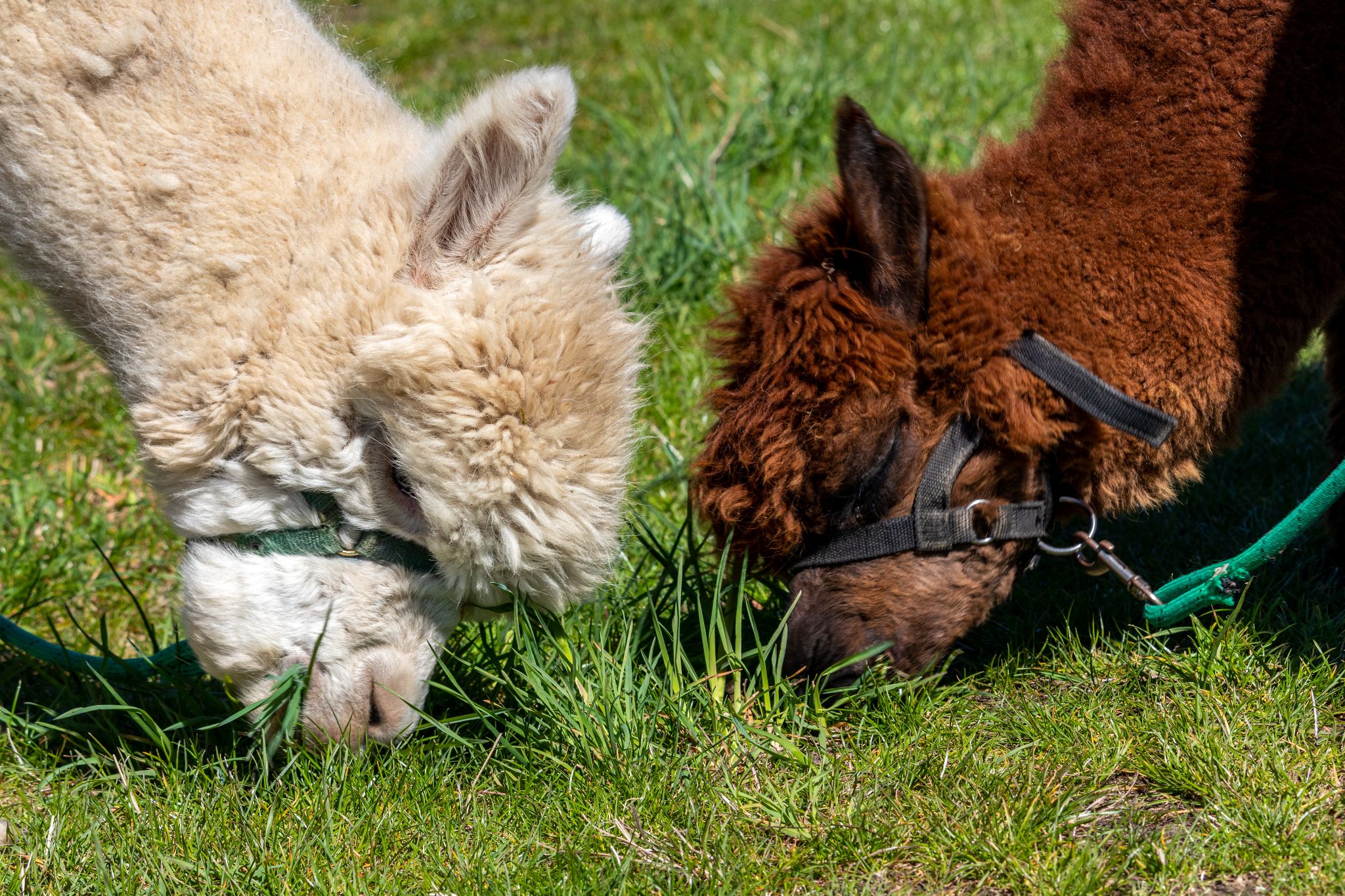 Zwei Alpakas grasen auf einer Weide
