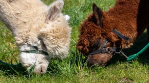 Zwei Alpakas grasen auf einer Weide