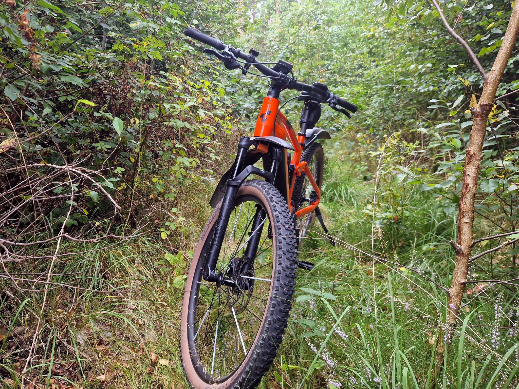 eMountainbike mitten im tiefsten Wald, Moritzburg