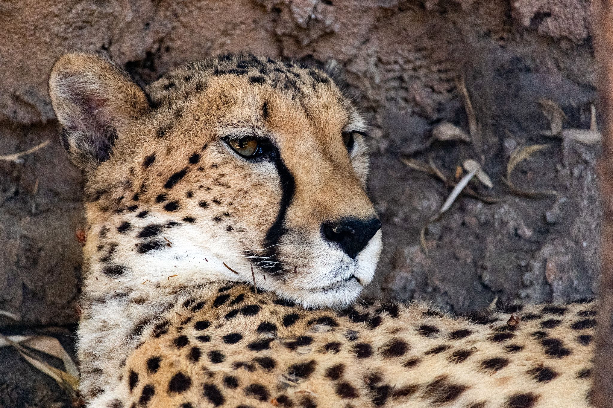 Gepard schaut in die Ferne, Wildkatzenzentrum Felidae