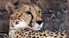 Gepard schaut in die Ferne, Wildkatzenzentrum Felidae