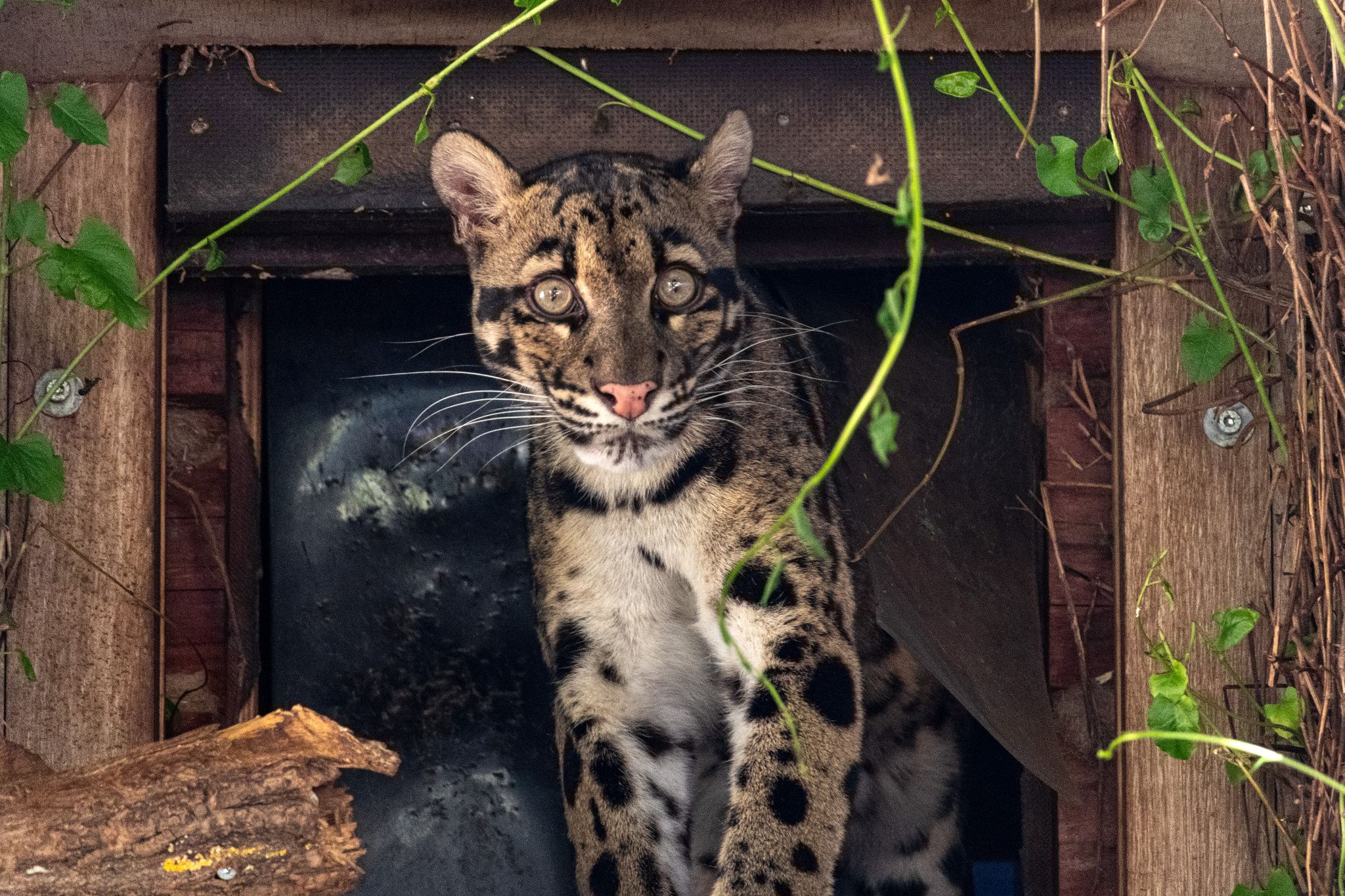 Nebelparder kommt aus seinem Bau, Wildkatzenzentrum Felidae