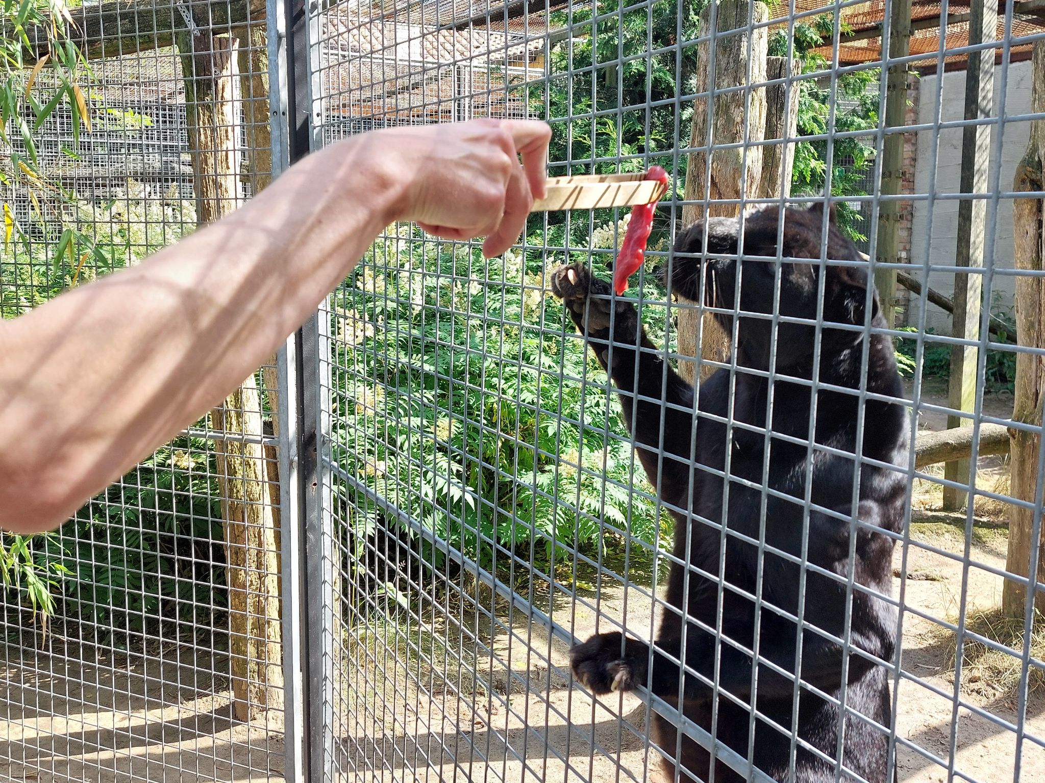 Robert füttert Panther, Wildkatzenzentrum Felidae