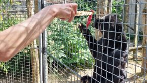 Robert füttert Panther, Wildkatzenzentrum Felidae