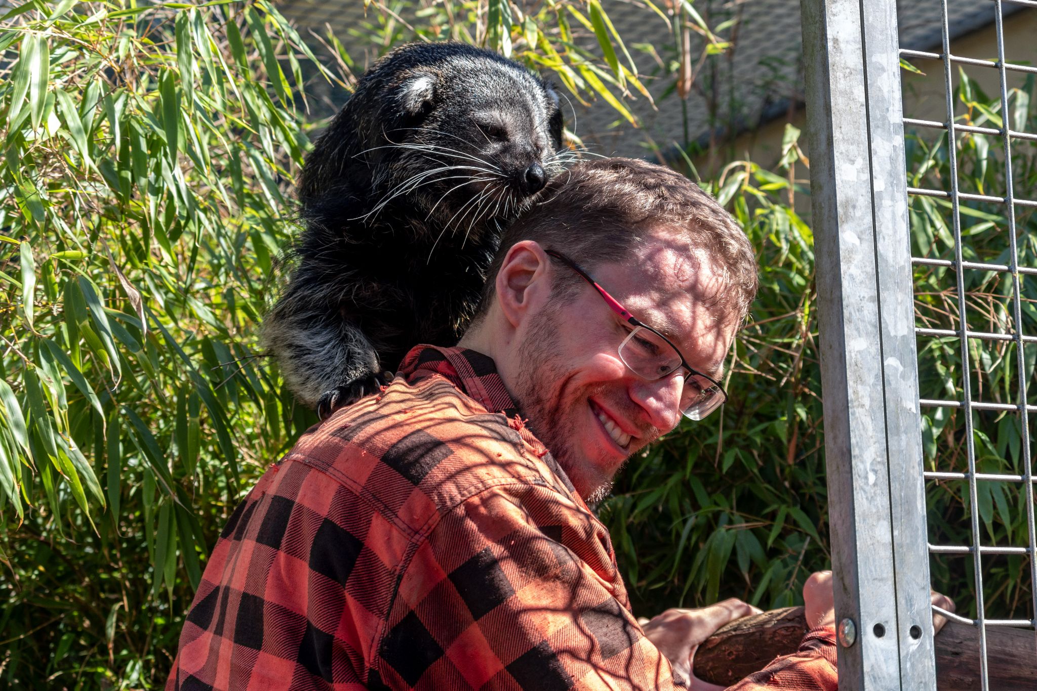 Robert kuschelt mit Binturong, Wildkatzenzentrum Felidae