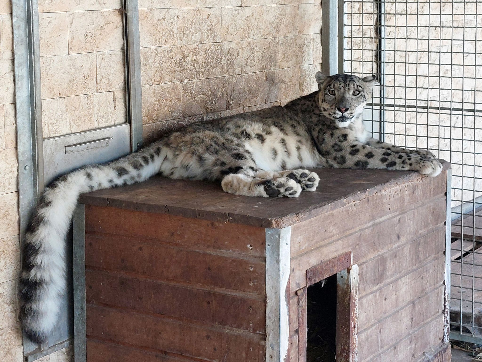 Schneeleopard liegt auf Holzbox, Wildkatzenzentrum Felidae