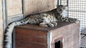 Schneeleopard liegt auf Holzbox, Wildkatzenzentrum Felidae