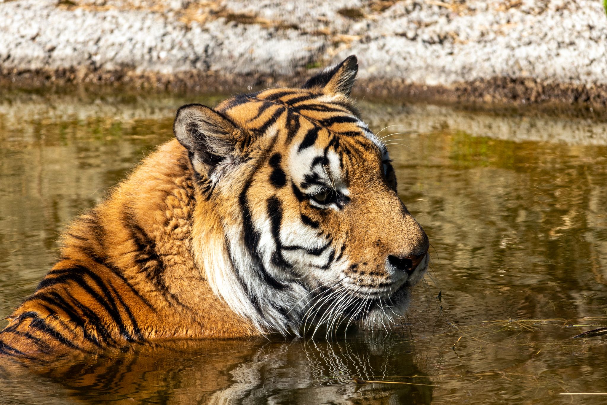Tiger im Wasser, Wildkatzenzentrum Felidae