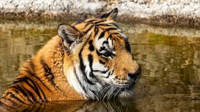Tiger im Wasser, Wildkatzenzentrum Felidae
