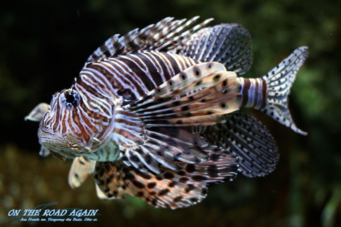 Lion Fish im Oceanario Lissabon