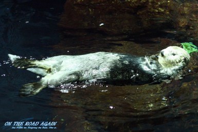 Seeotter im Oceanario Lissabon