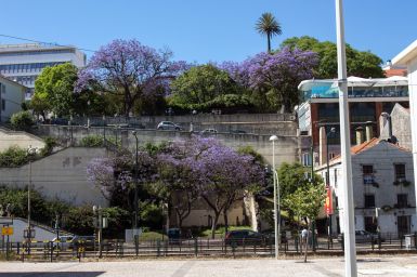 Lila Bäume in Lissabon