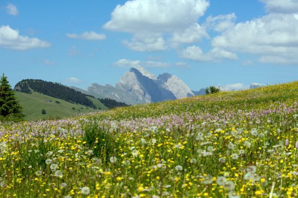 Blühende Wiese auf der Seiser Alm