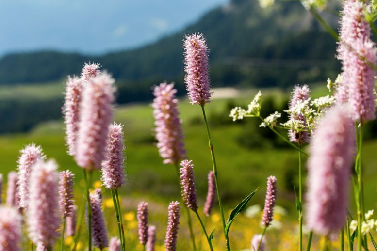 Lila Blumen Seiser Alm