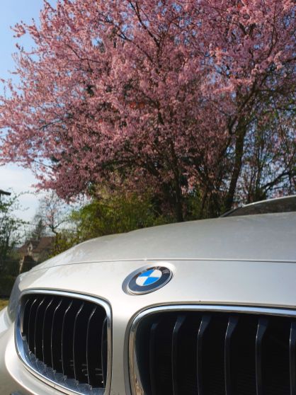 BMW 4er Coupé vor blühendem Baum