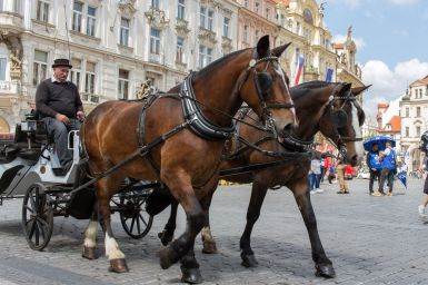 Pferdekutsche in Prag
