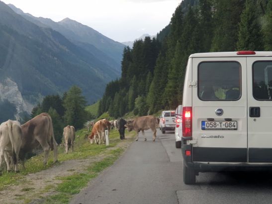 Almabtrieb im Kaunertal