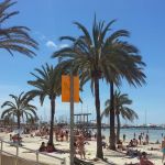 Strand, Palmen und Yachten auf Mallorca